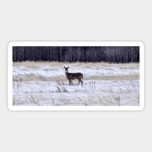 Whitetailed deer in a field. Sticker